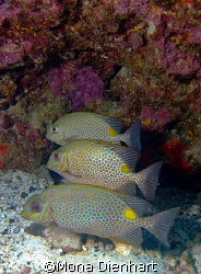 three dive buddies at the Similans by Mona Dienhart 